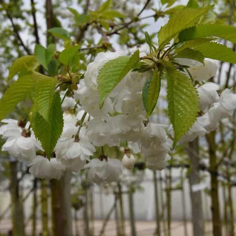 Prunus avium 'Plena' (D) 6-8 LS